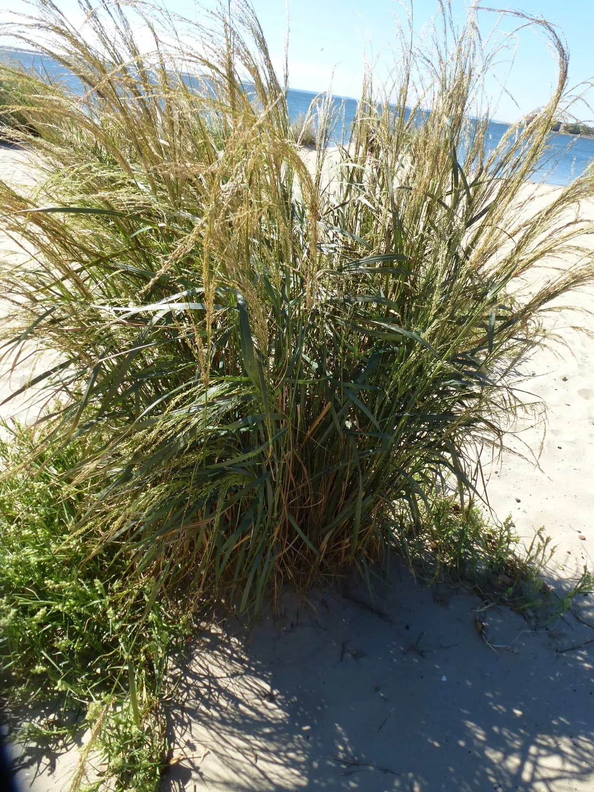 Bitter Beach Grass (Panicum amarum)