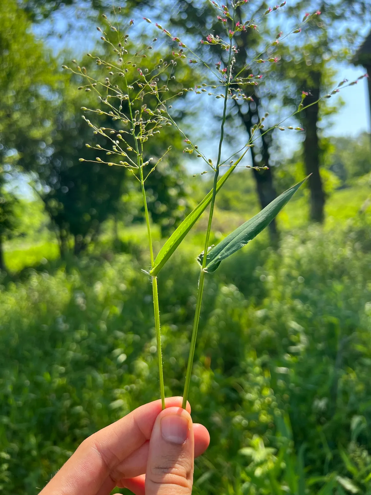 Deertongue panicgrass (Panicum clandestinum)