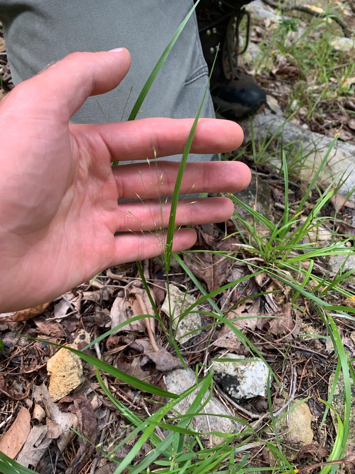 Wiry Panicgrass (Panicum flexile)
