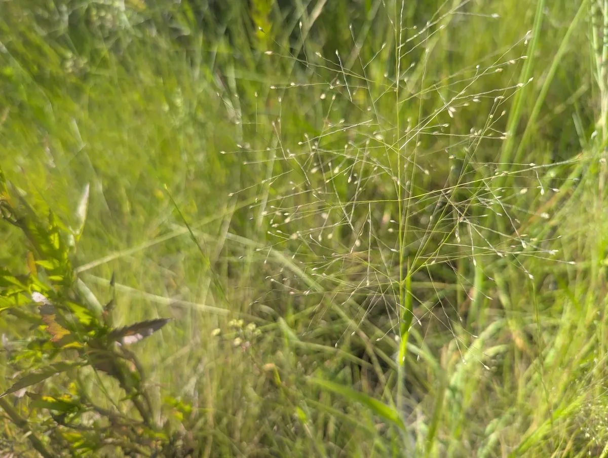 Gattinger's Panicgrass (Panicum gattingeri)