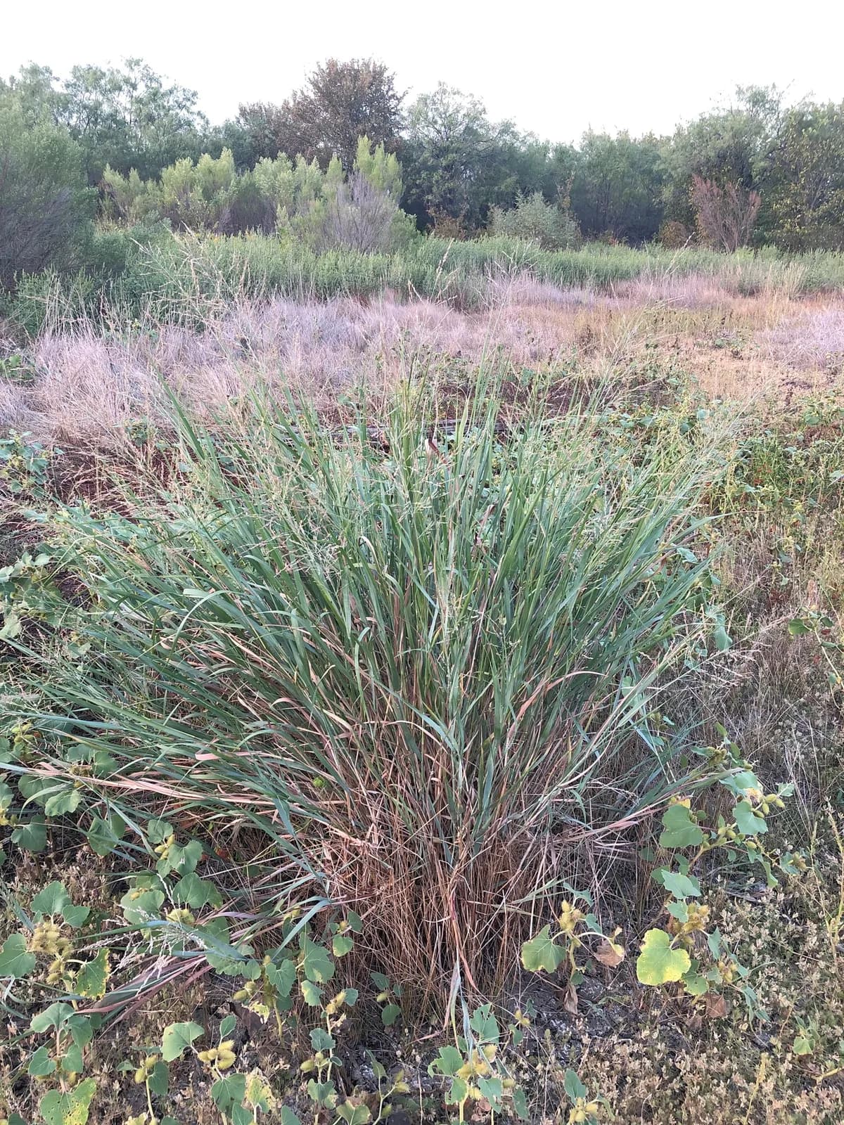 Blackwell Switch Grass (Panicum virgatum)