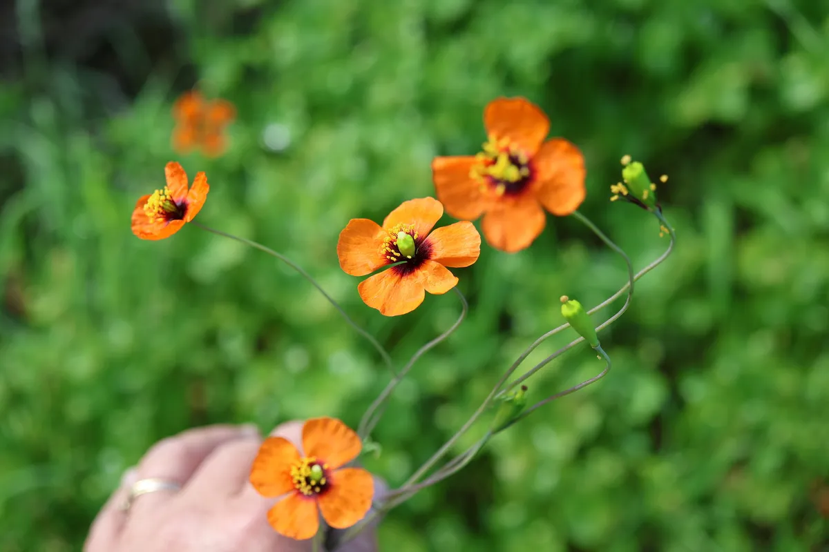 Wind poppy (Papaver heterophyllum)