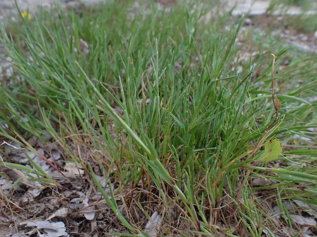 Curved Sicklegrass (Parapholis incurva)