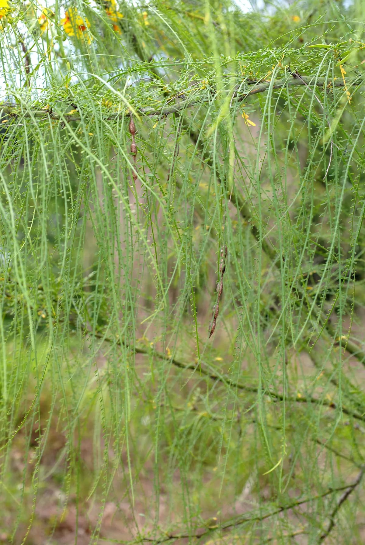 Retama (Parkinsonia aculeata)