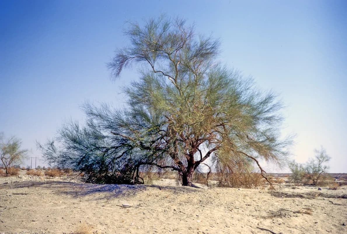 Blue palo verde (Parkinsonia florida)