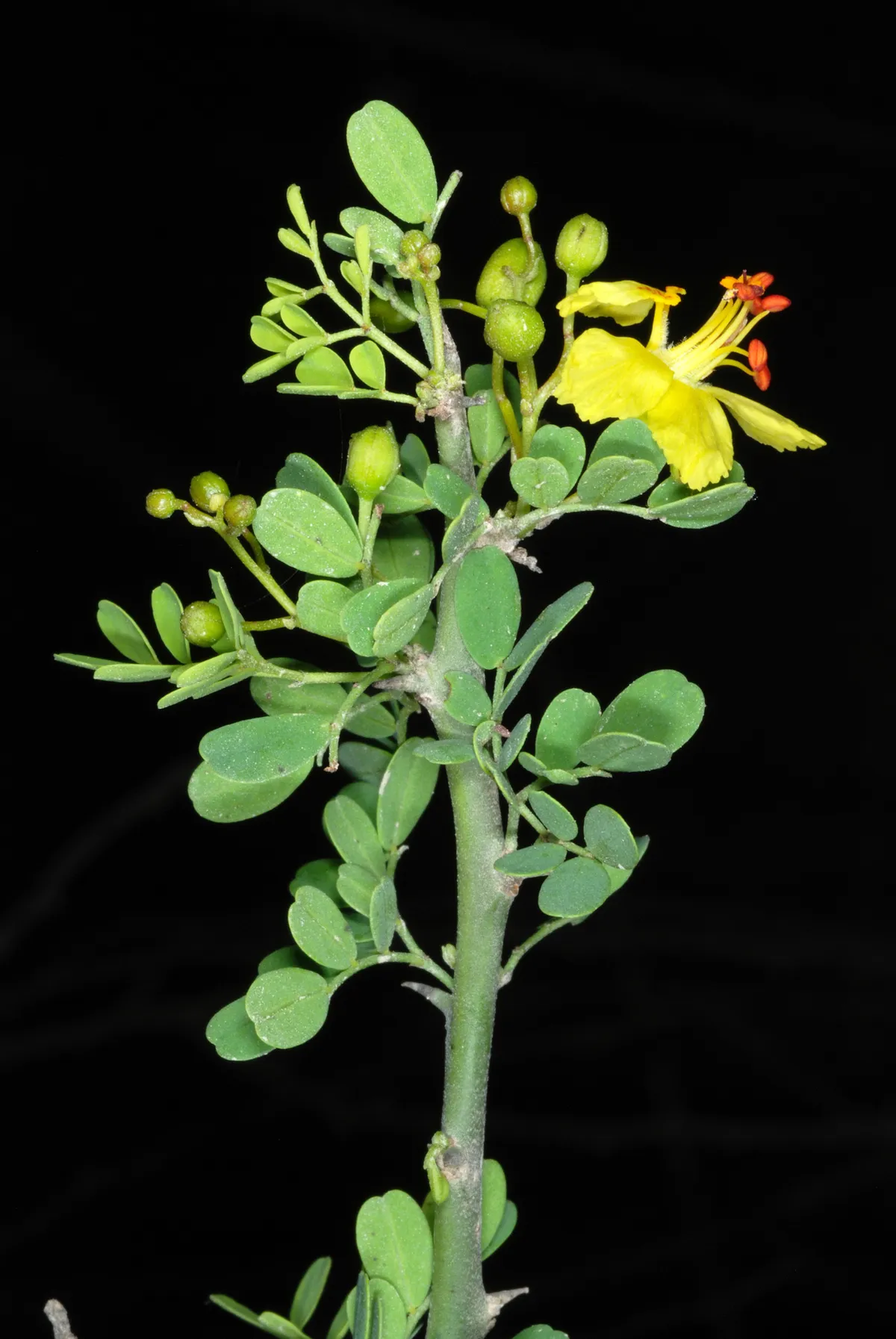 Texas Paloverde (Parkinsonia texana)