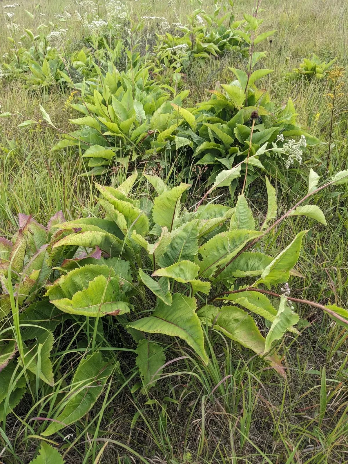 Wild Quinine (Parthenium integrifolium)