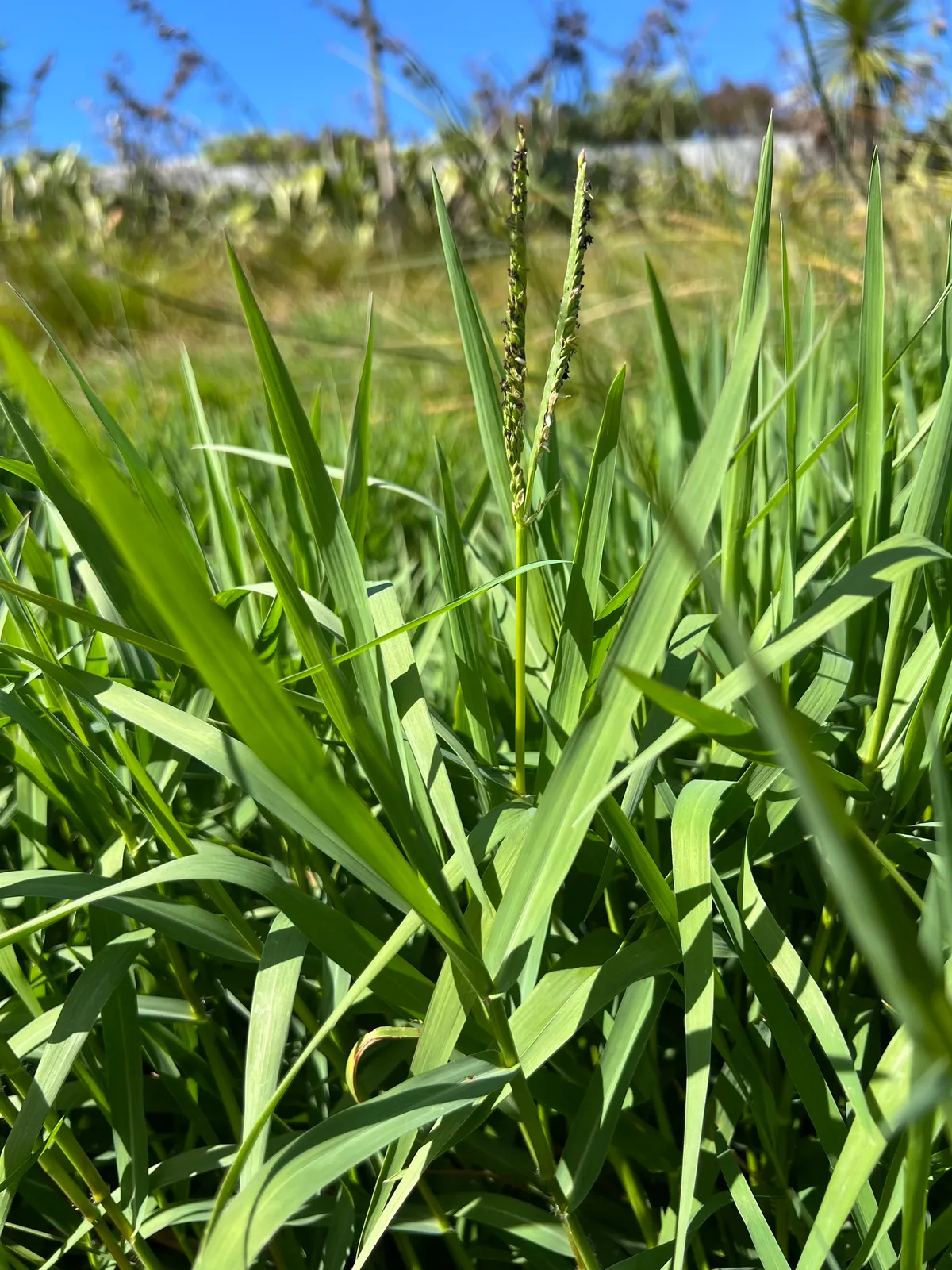Knotgrass (Paspalum distichum)