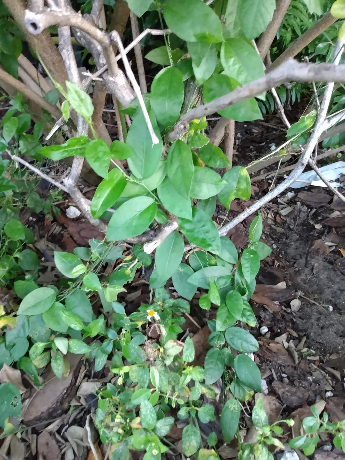 Corkystem Passionflower (Passiflora pallida)