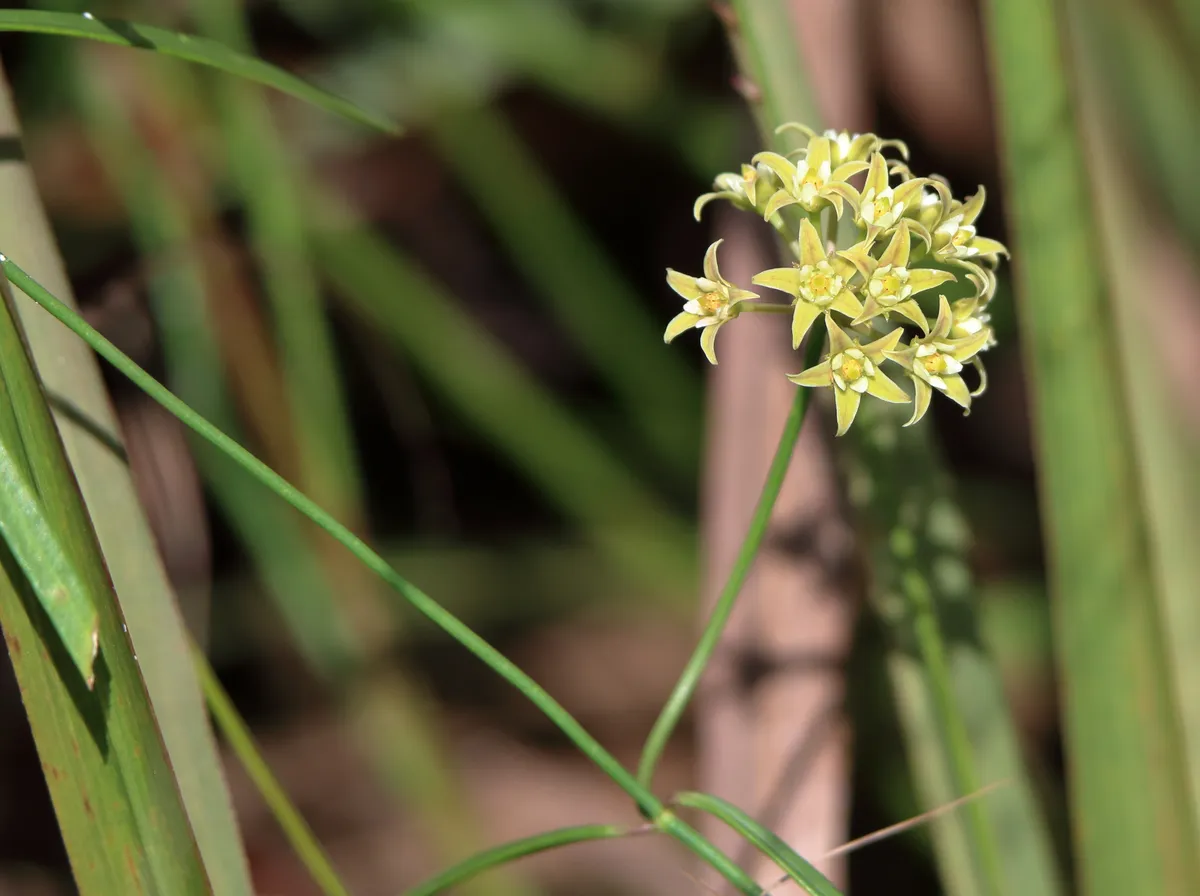 Gulf Coast swallow wort (Pattalias palustris)