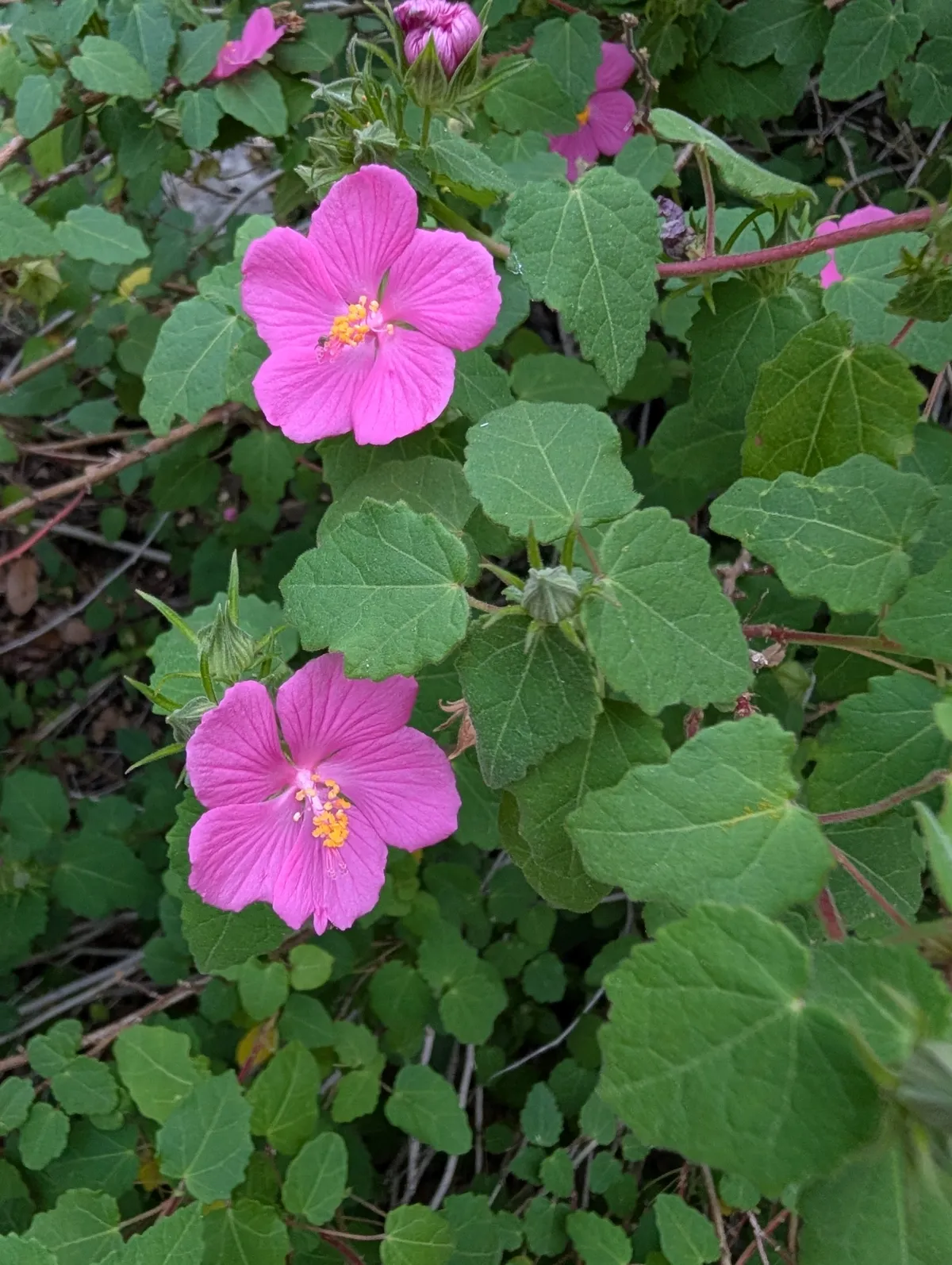 Rock Rose (Pavonia lasiopetala)