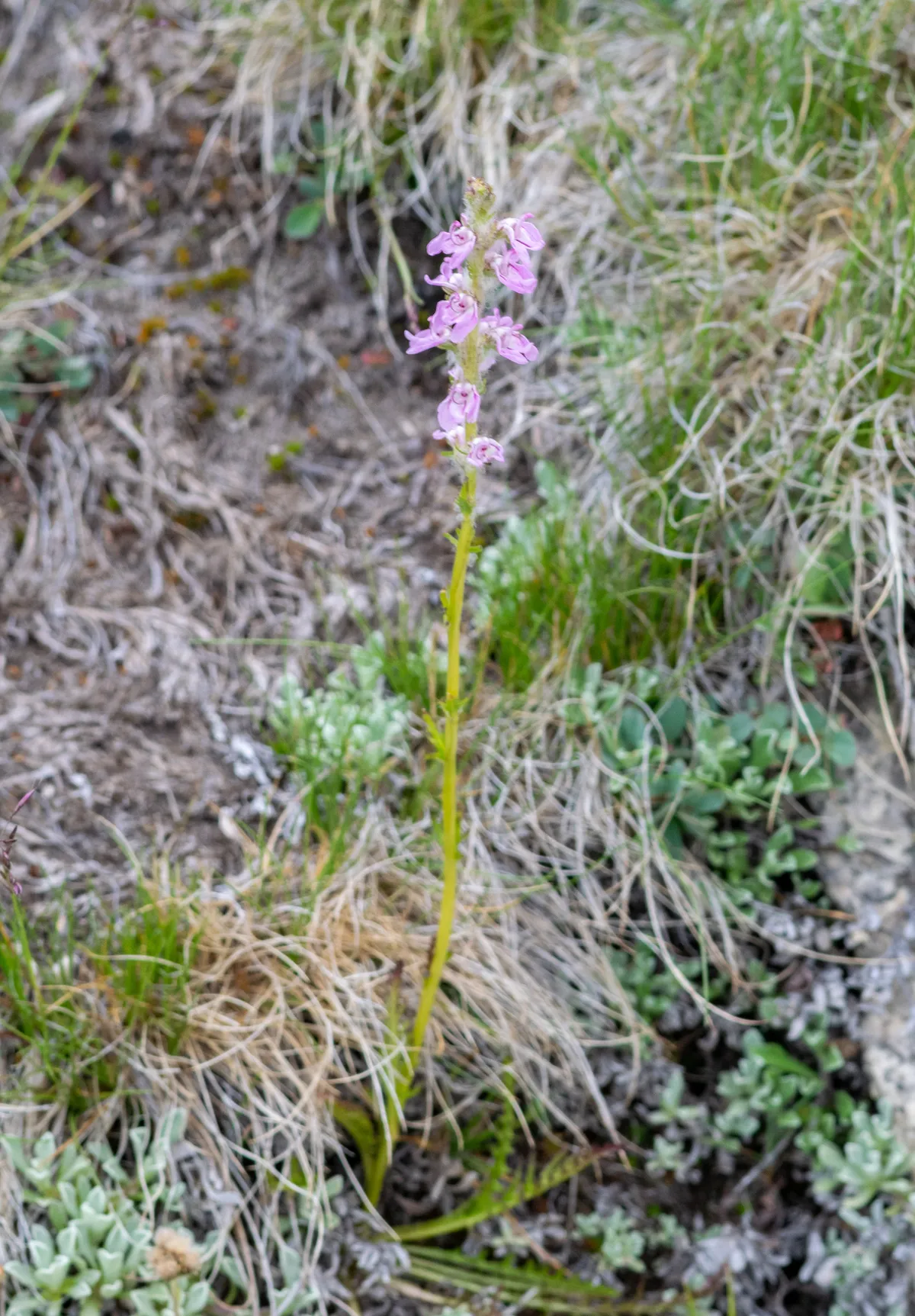 Slender Pedicularis (Pedicularis attollens)