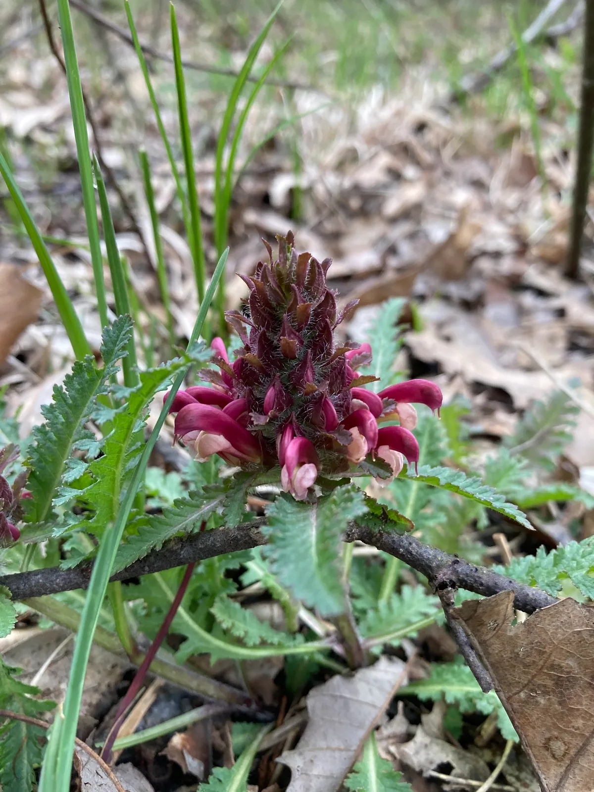 Common Lousewort (Pedicularis canadensis)