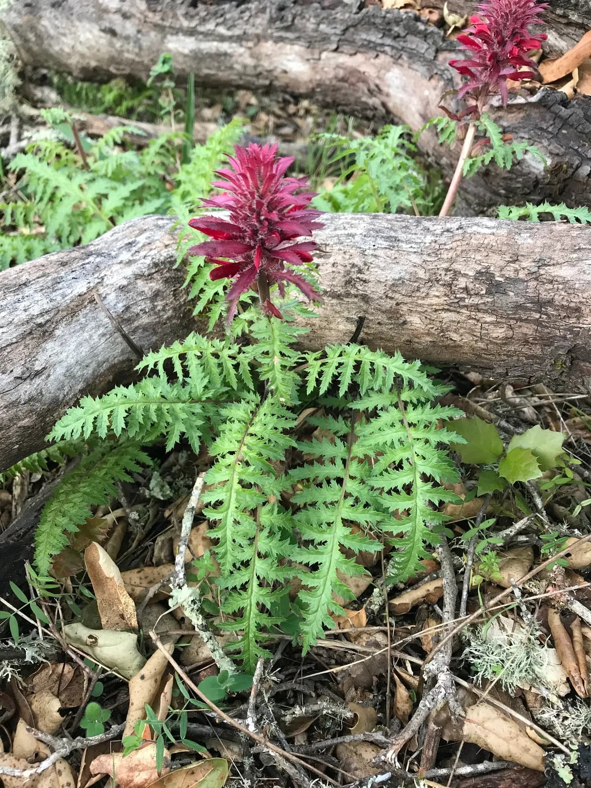 Indian warrior (Pedicularis densiflora)