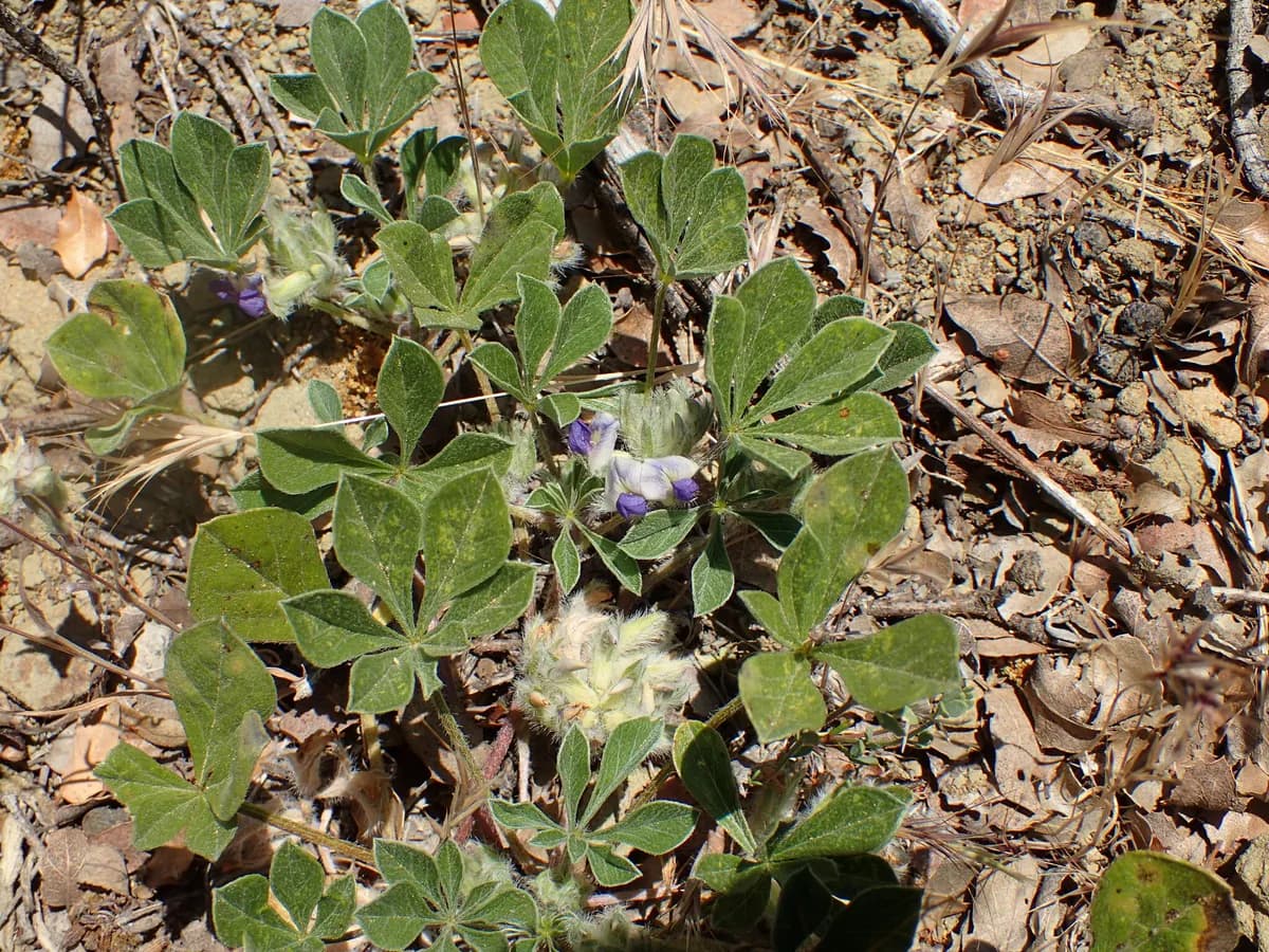 Pediomelum californicum