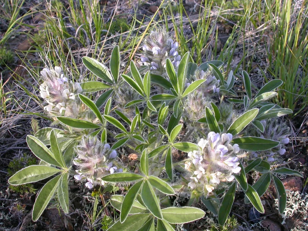 Prairie turnip (Pediomelum esculentum)