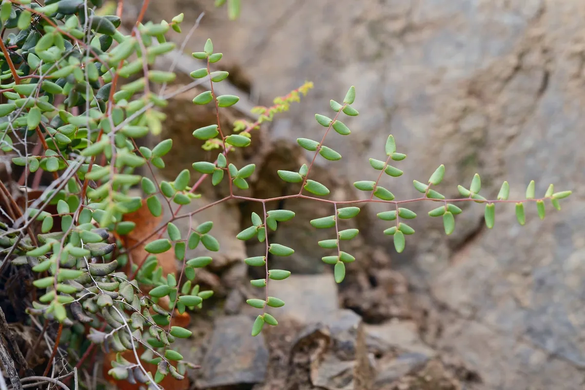 Coffee fern (Pellaea andromedifolia)