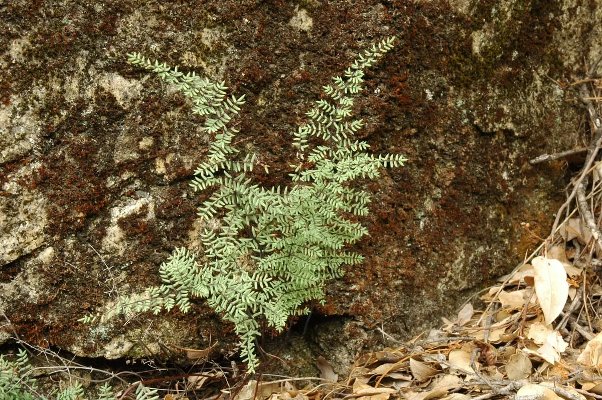Bird's foot fern (Pellaea mucronata)
