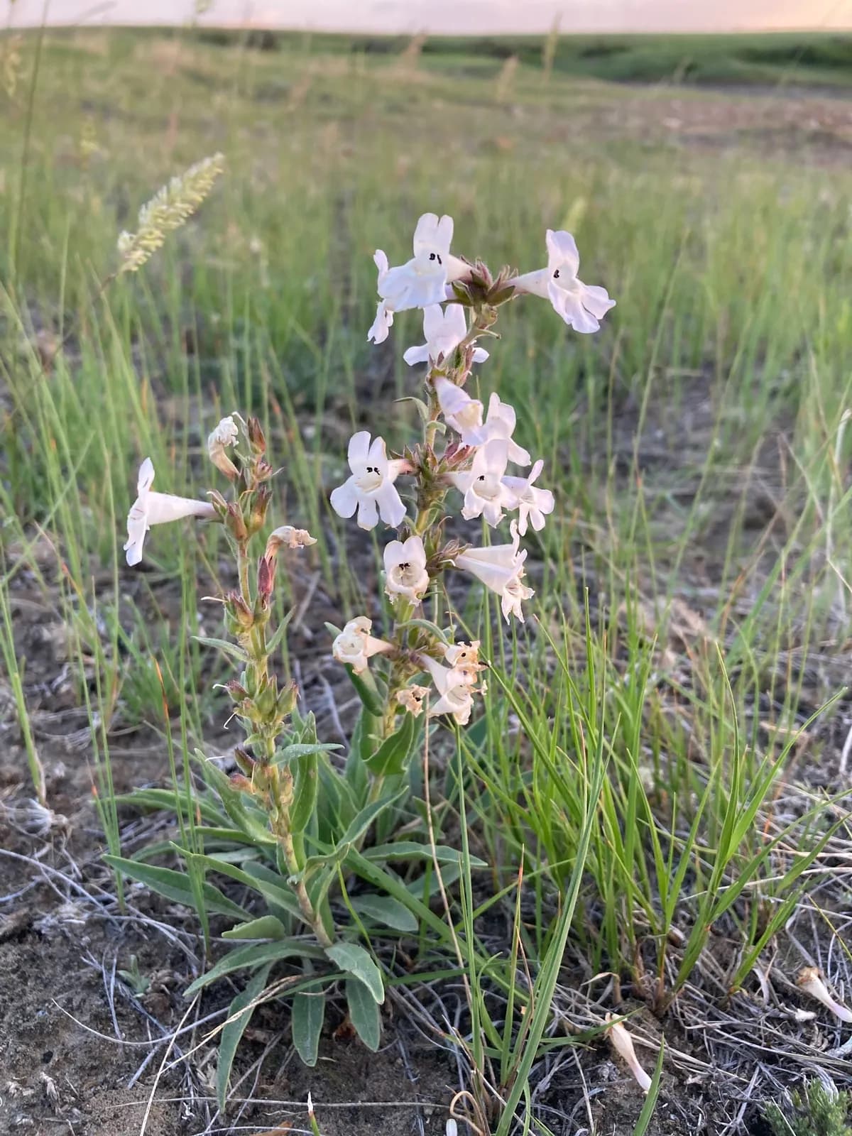 White beardtongue (Penstemon albidus)