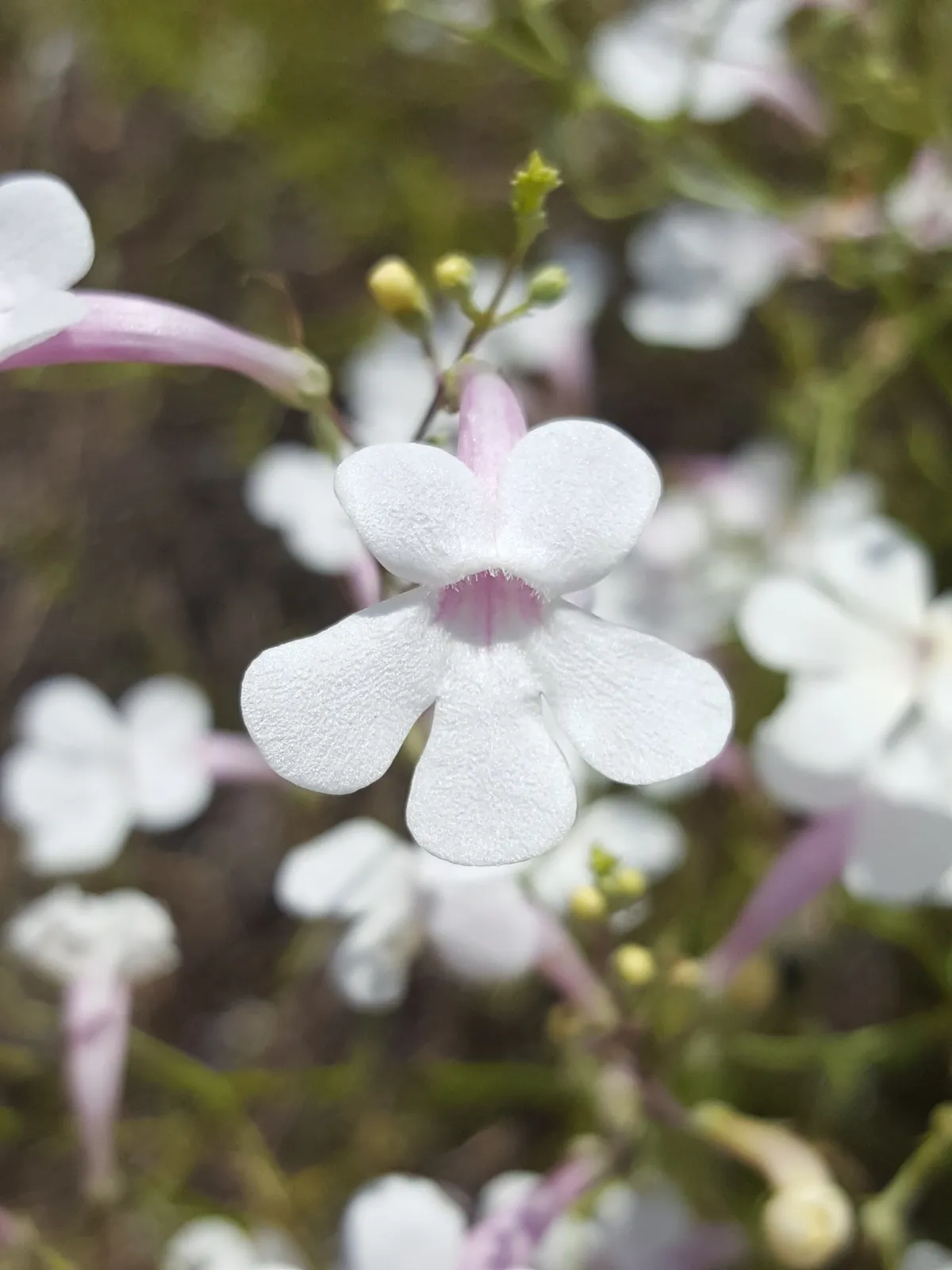 Bush Penstemon (Penstemon ambiguus)