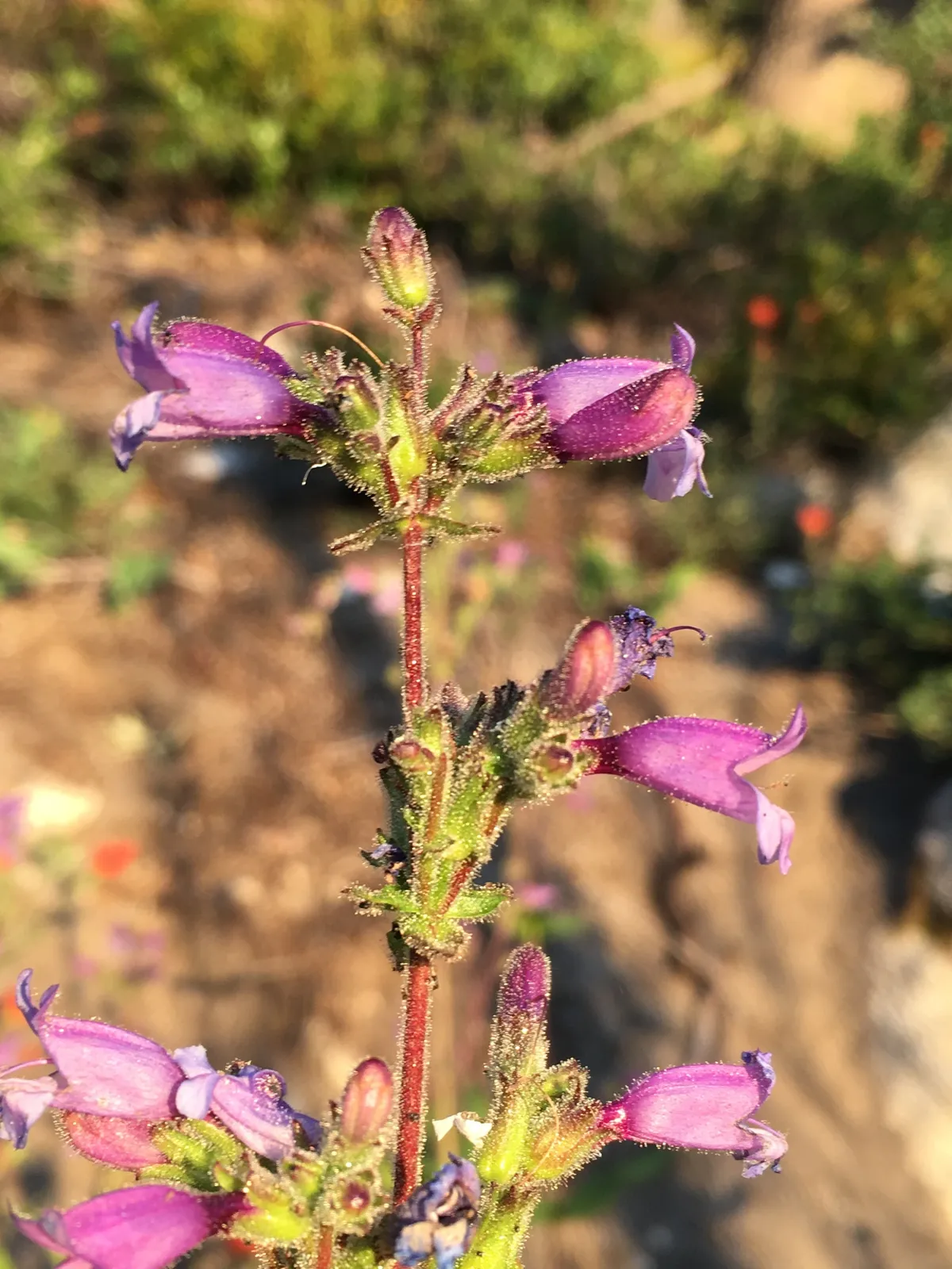 Siskiyou Beardtongue (Penstemon anguineus)