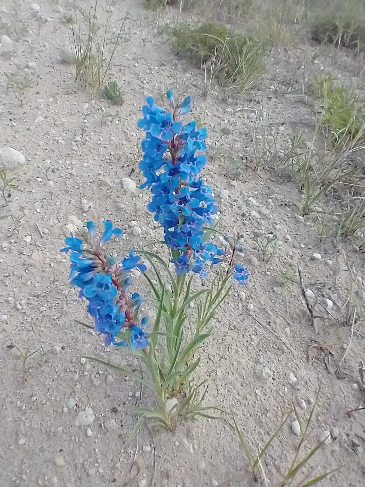 Broadbeard Beardtongue (Penstemon angustifolius)