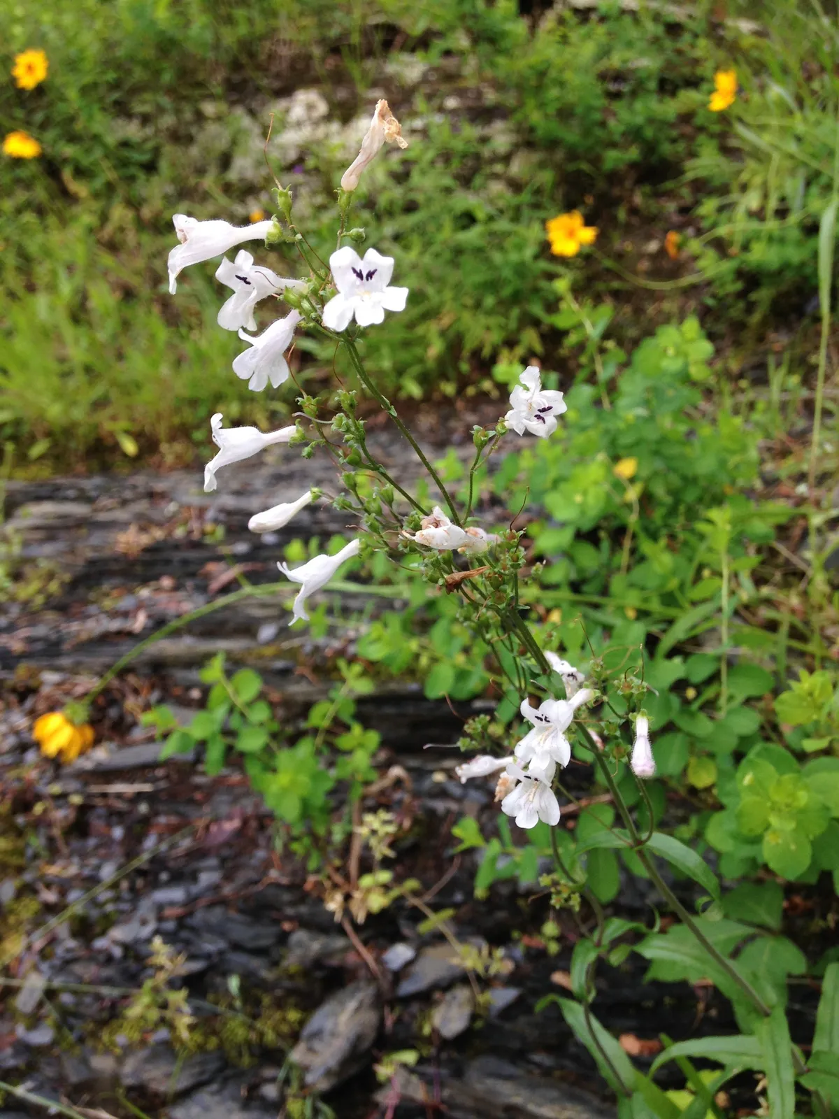 Arkansas beardtongue (Penstemon arkansanus)