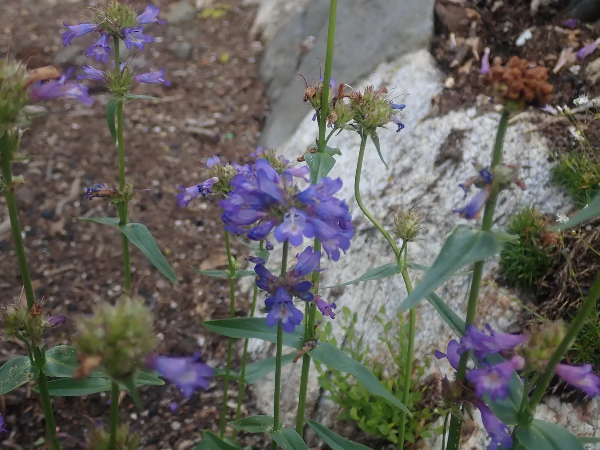 Sulphur Beardtongue (Penstemon attenuatus)