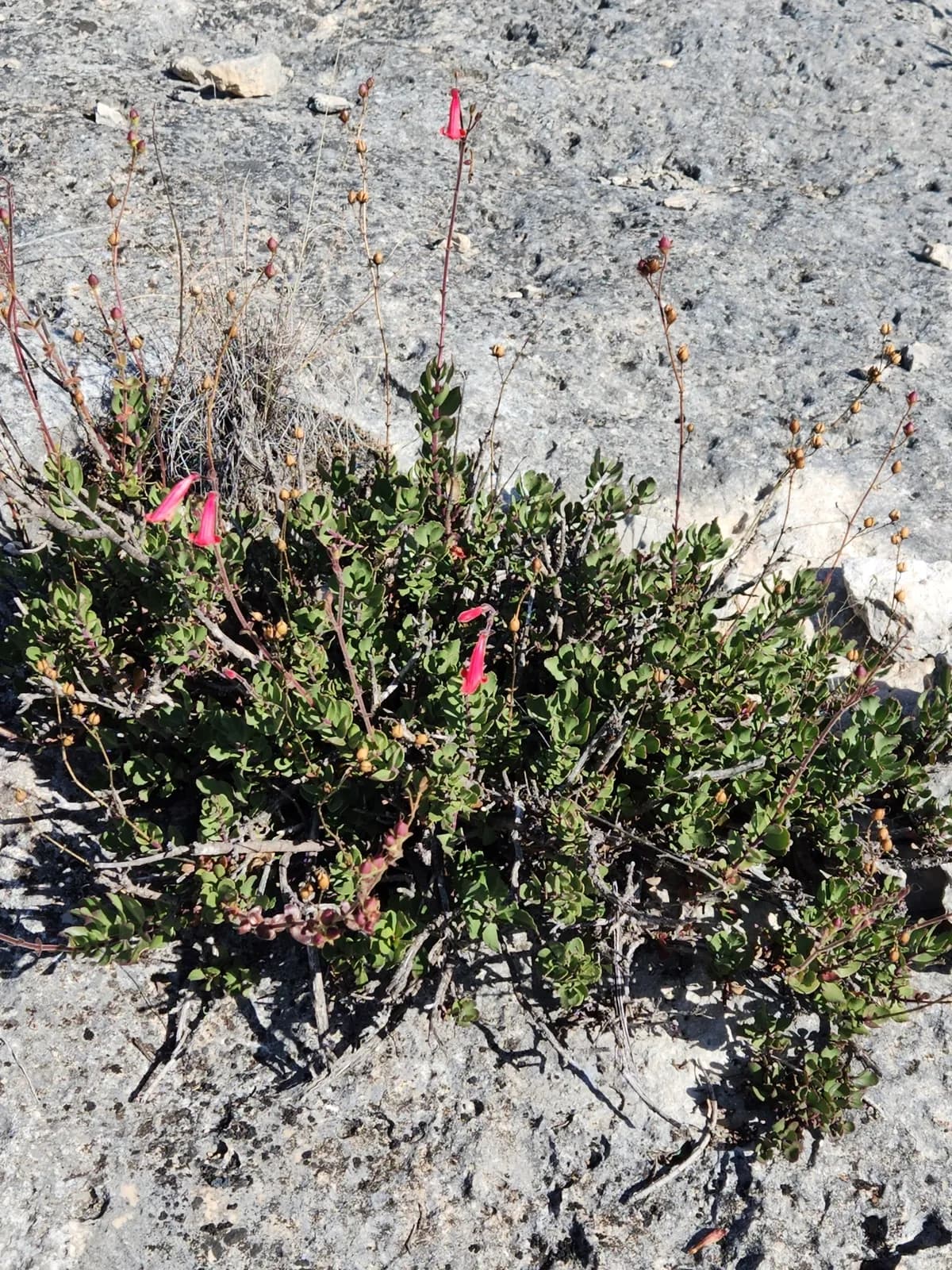 Rock Penstemon (Penstemon baccharifolius)
