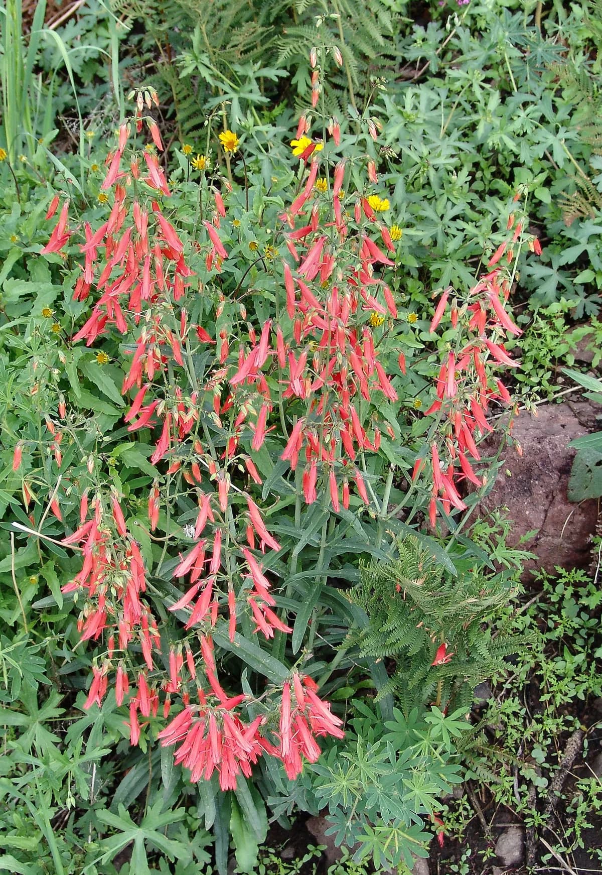 Beardlip Penstemon (Penstemon barbatus)