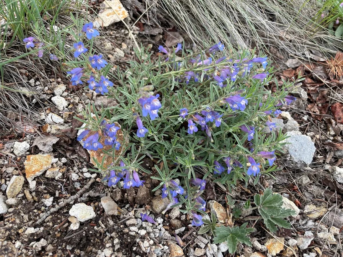 Mat Penstemon (Penstemon caespitosus)