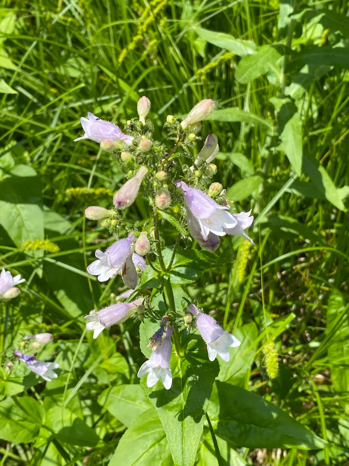 Longsepal beardtongue (Penstemon calycosus)