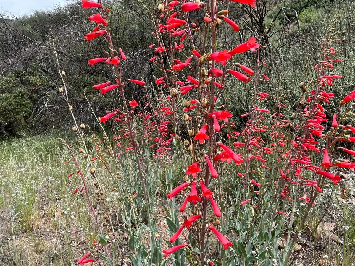 Scarlet Bugler (Penstemon centranthifolius)