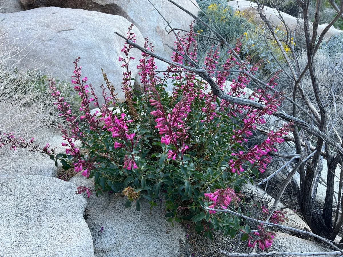 Cleveland's beardtongue (Penstemon clevelandii)