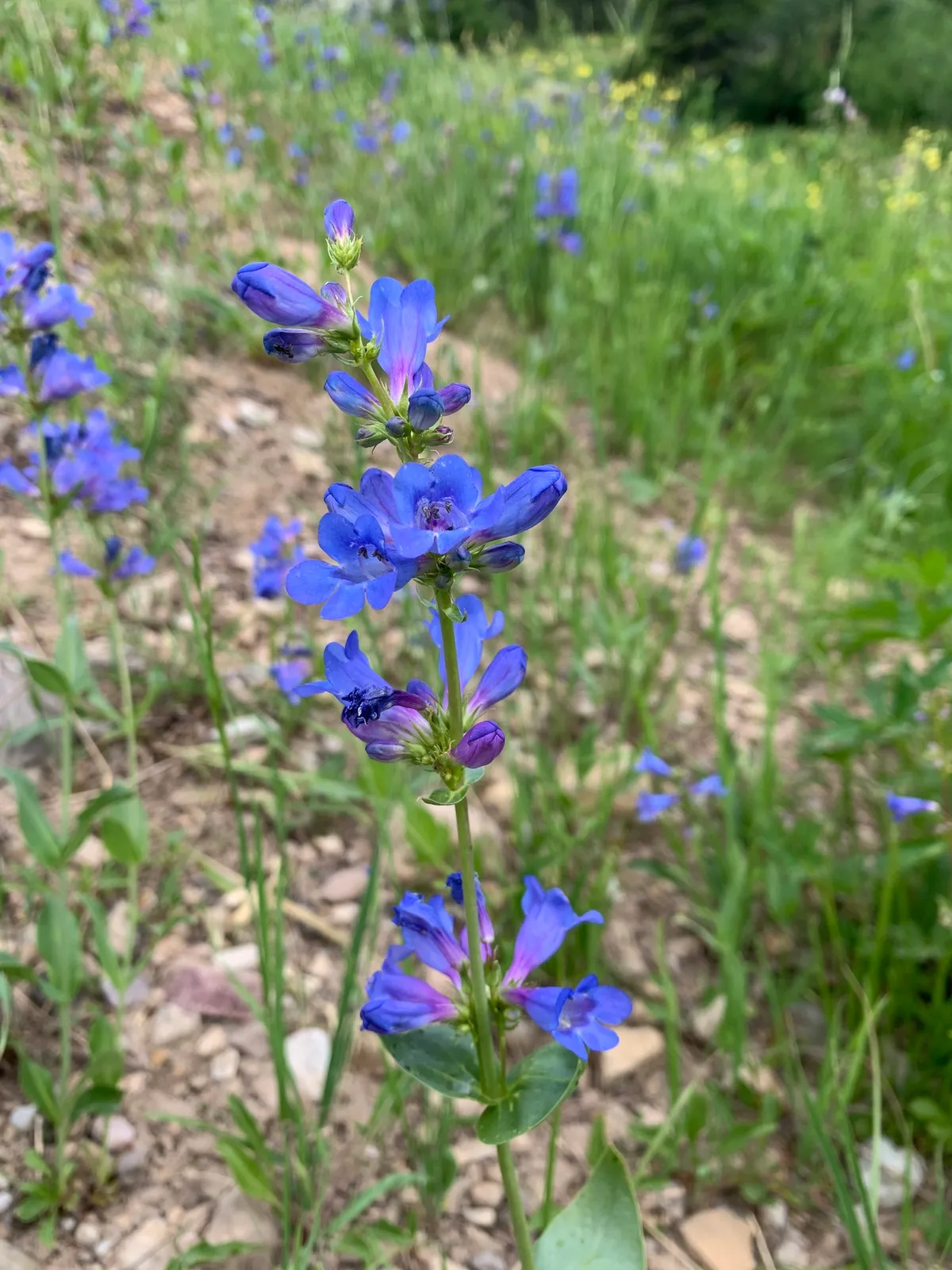 Wasatch penstemon (Penstemon cyananthus)