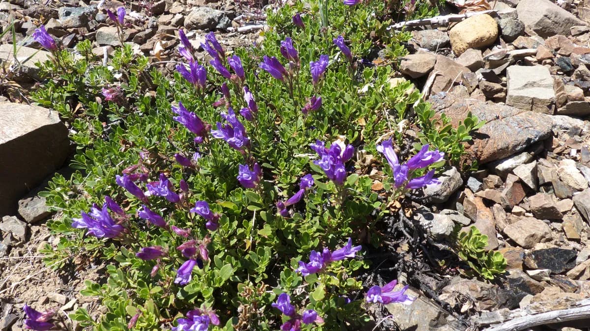 Davidson's penstemon (Penstemon davidsonii)