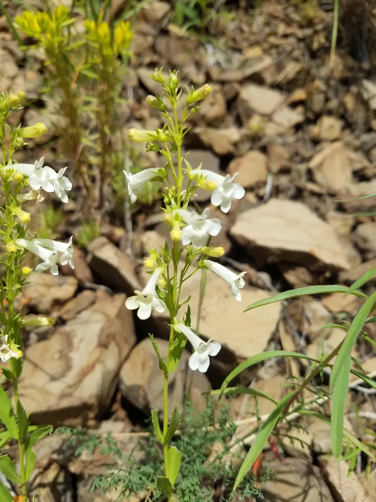 Hot-rock Penstemon (Penstemon deustus)