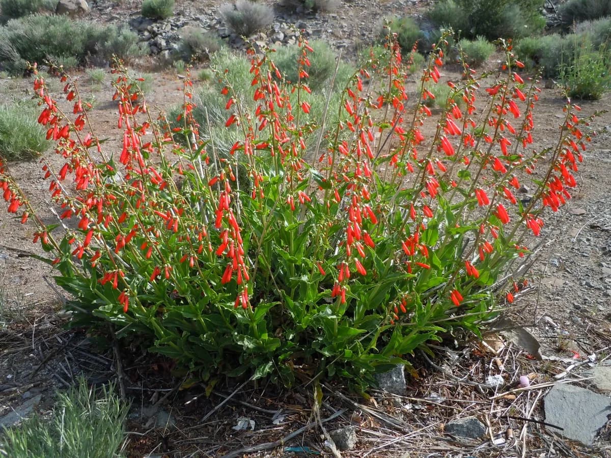 Firecracker penstemon (Penstemon eatonii)