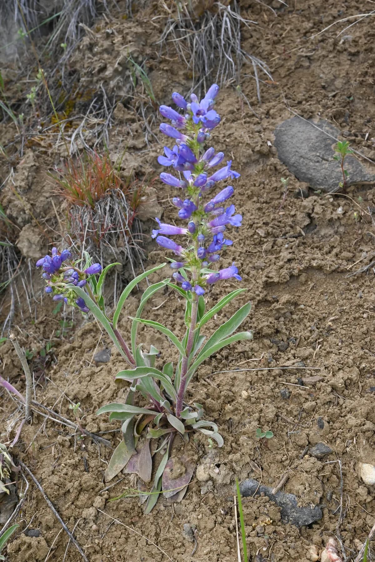 Fremont's Beardtongue (Penstemon fremontii)