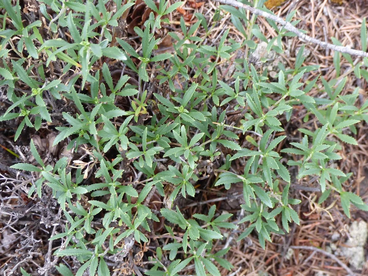Bush Penstemon (Penstemon fruticosus)