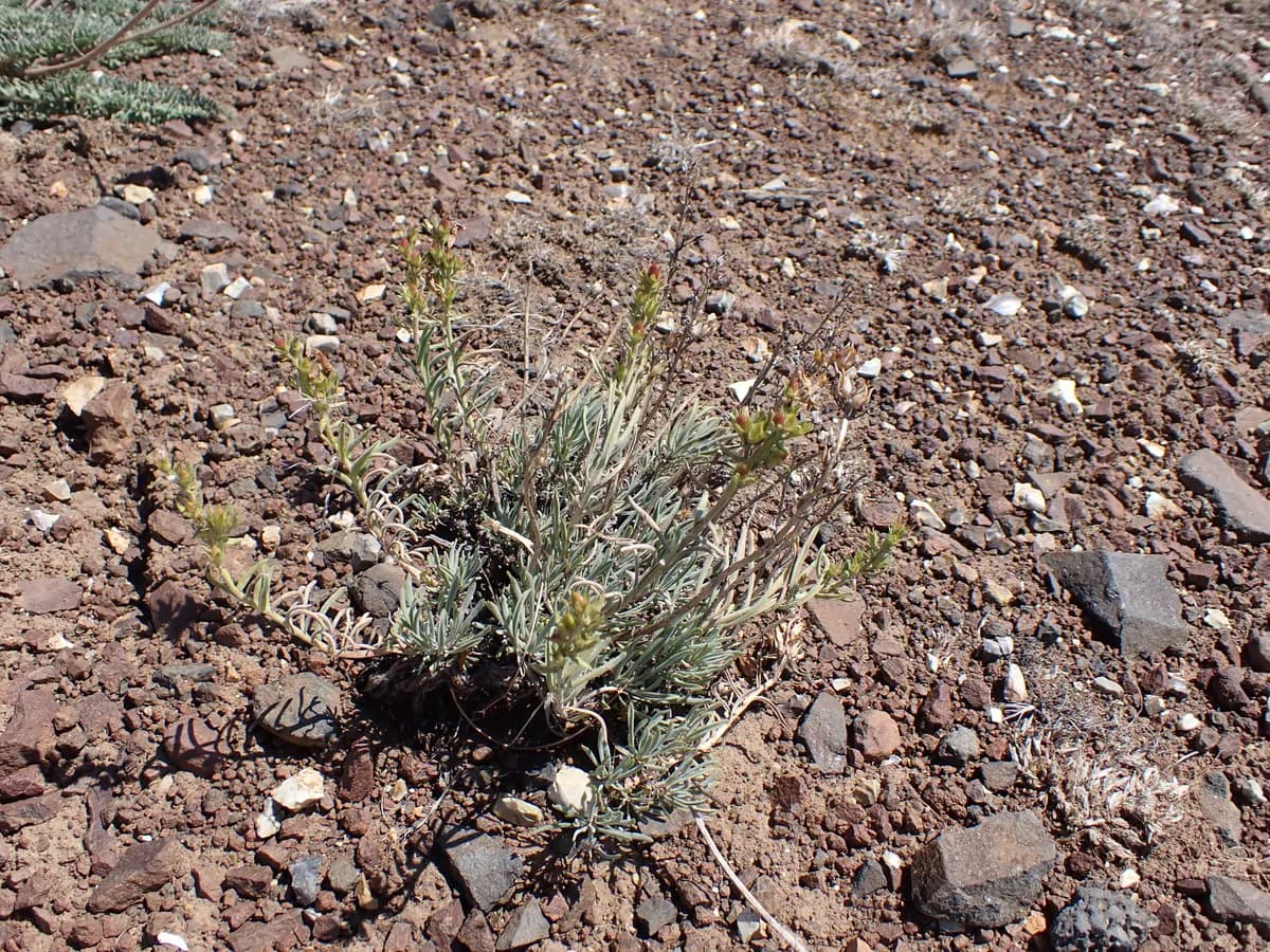 Gairdner's Beardtongue (Penstemon gairdneri)