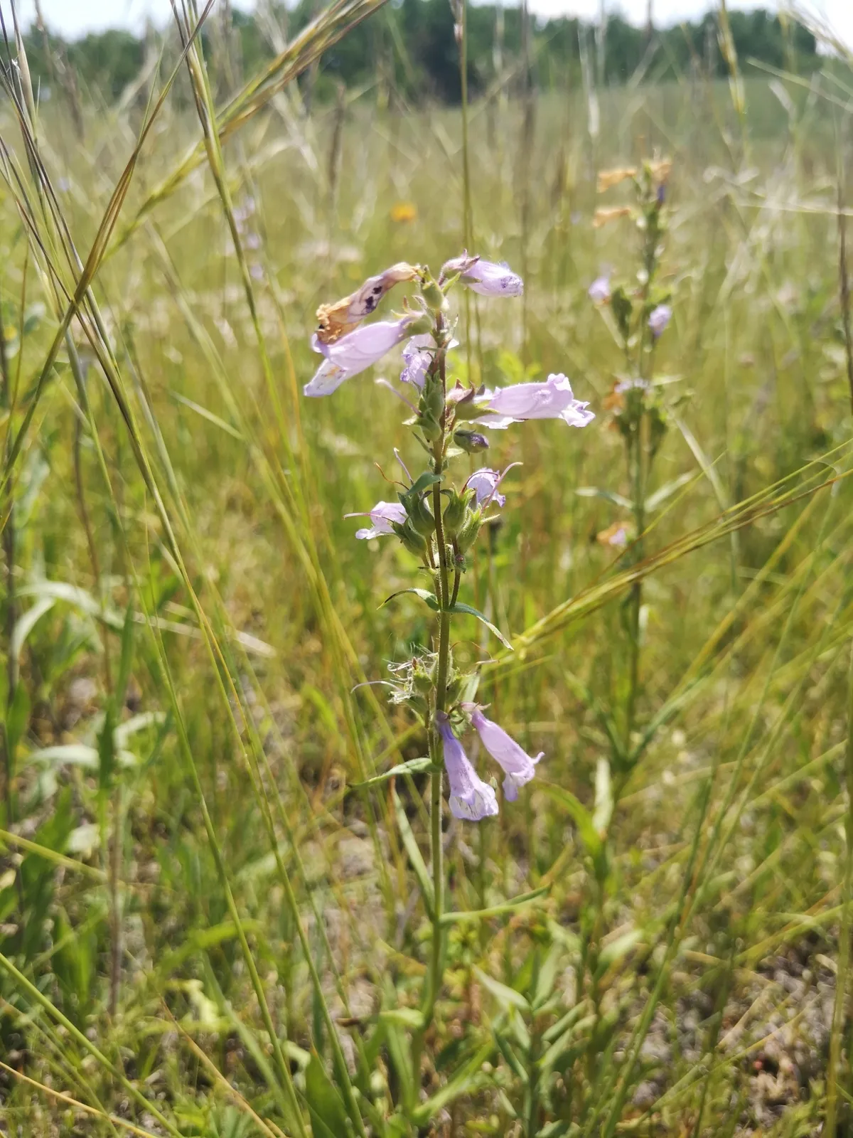 Slender beardtongue (Penstemon gracilis)