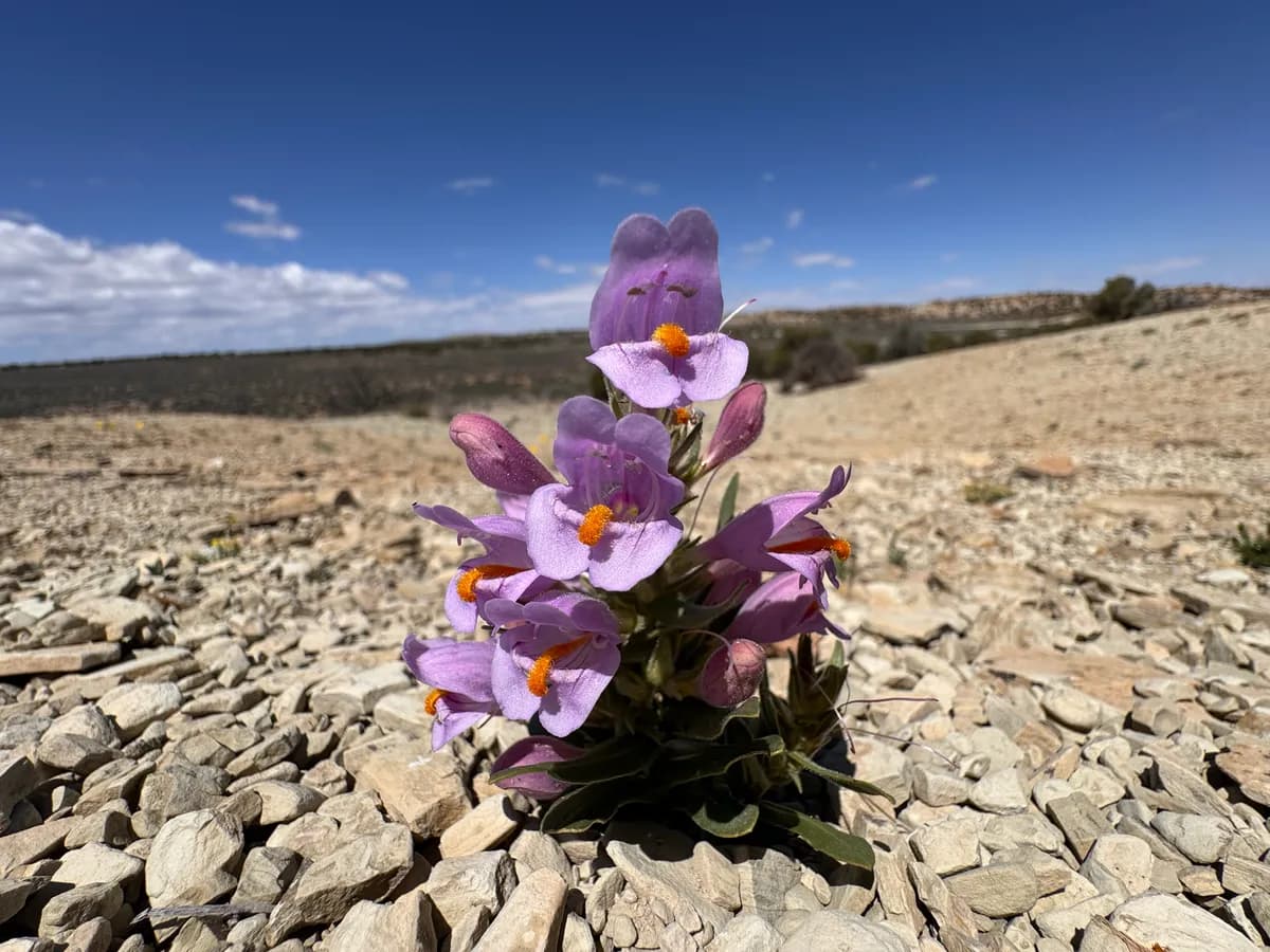 Graham's Penstemon (Penstemon grahamii)