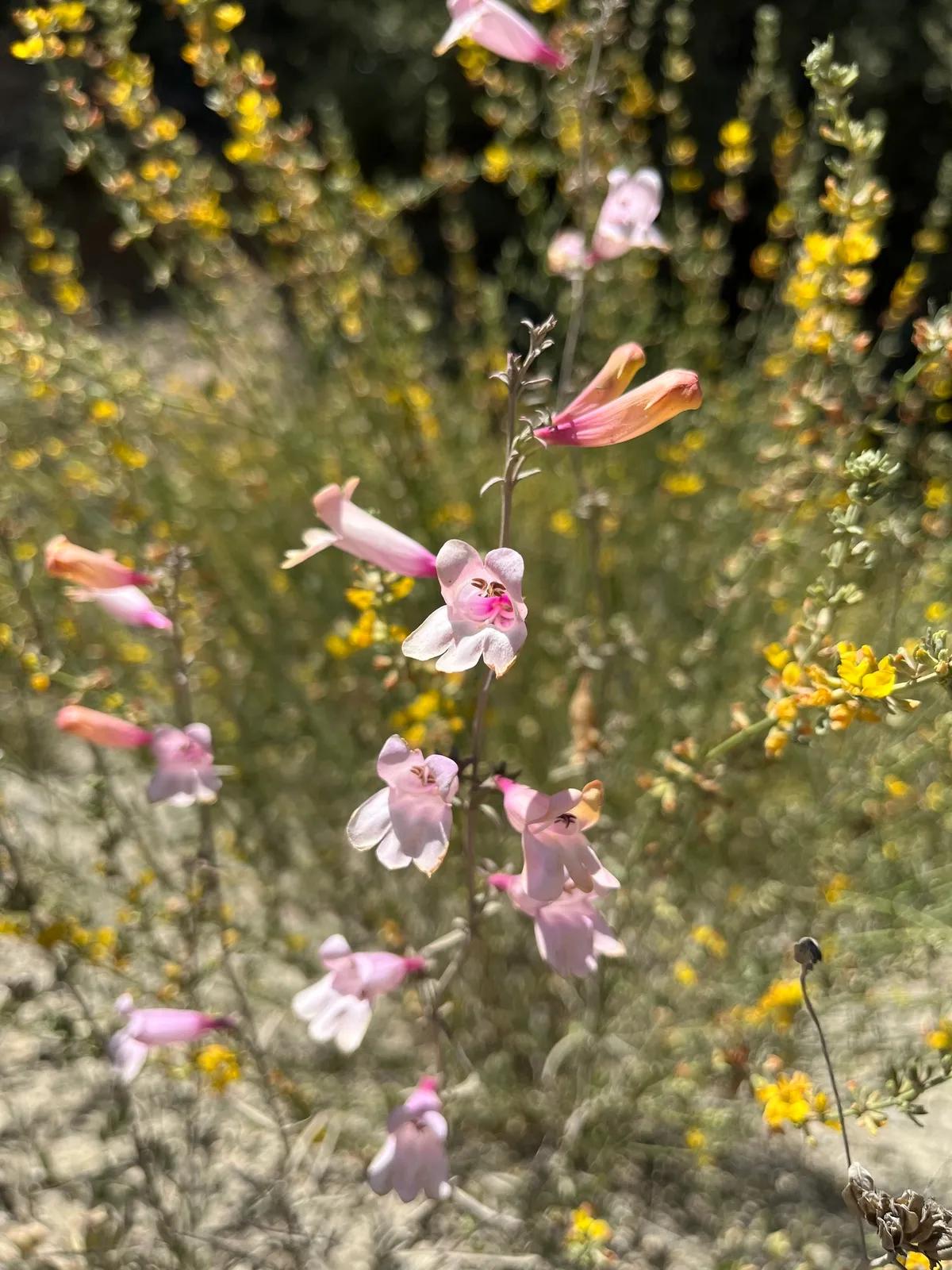 Bunchleaf Penstemon (Penstemon heterophyllus)