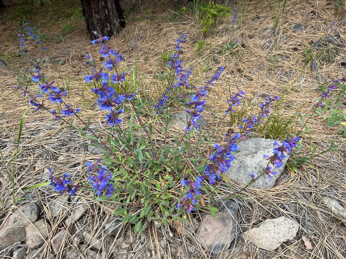 Low penstemon (Penstemon humilis)