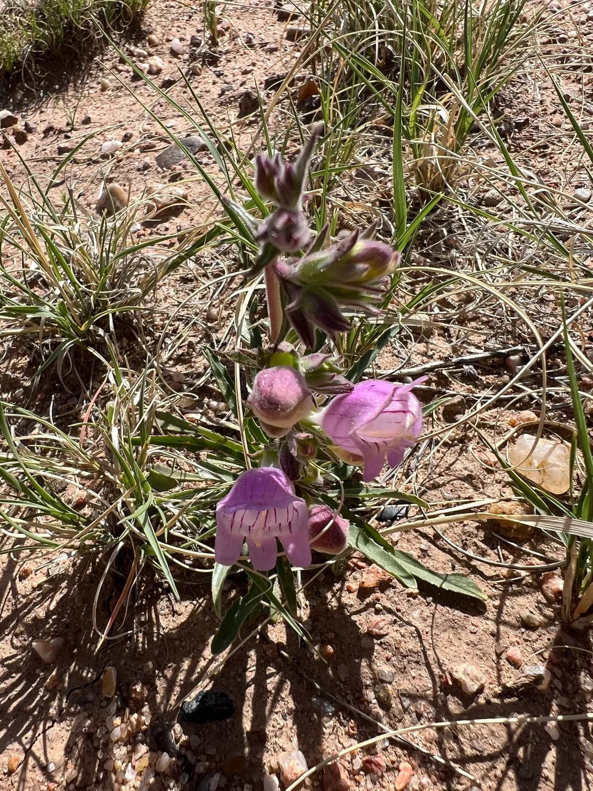 James' Beardtongue (Penstemon jamesii)