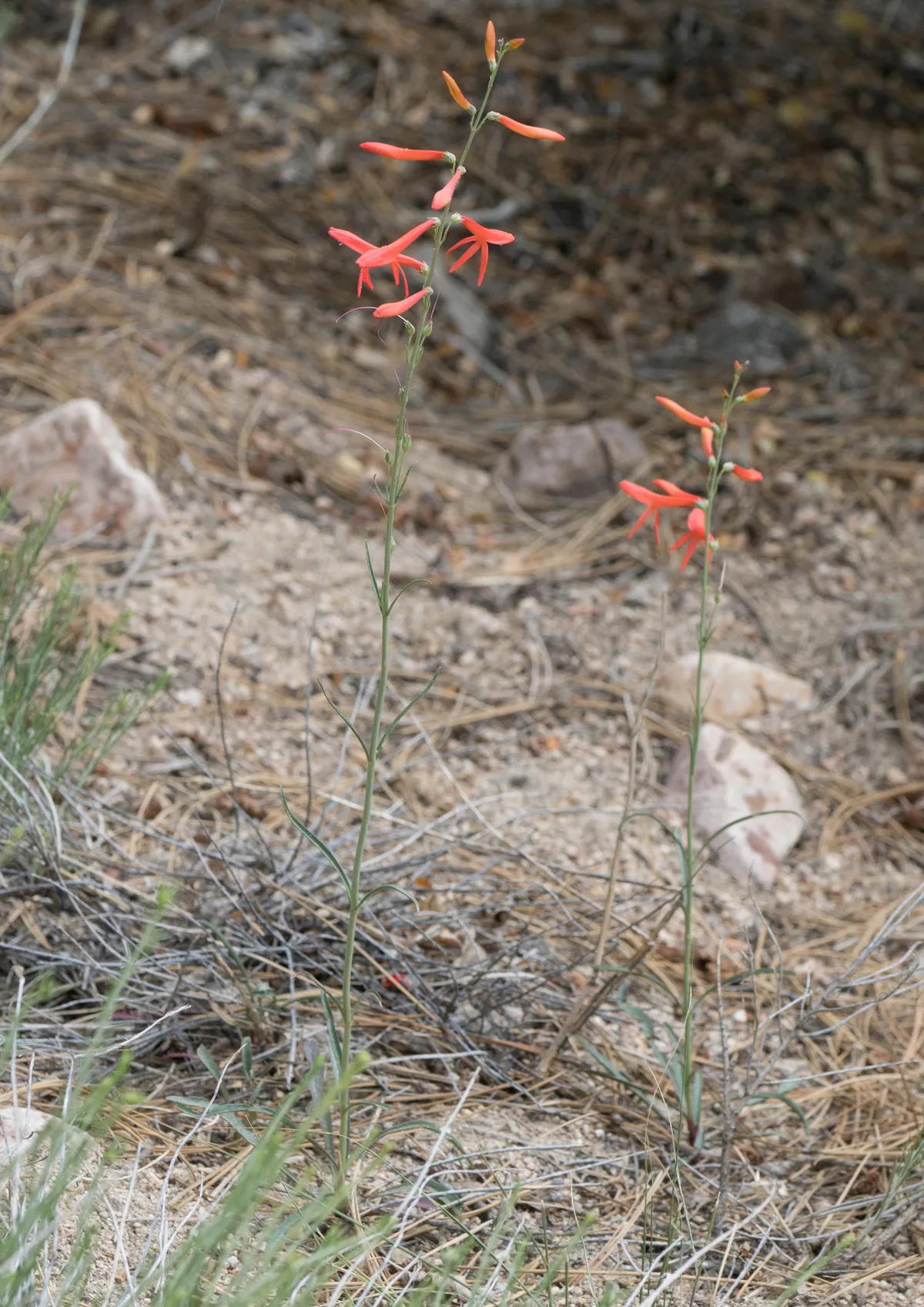 San gabriel beardtongue (Penstemon labrosus)