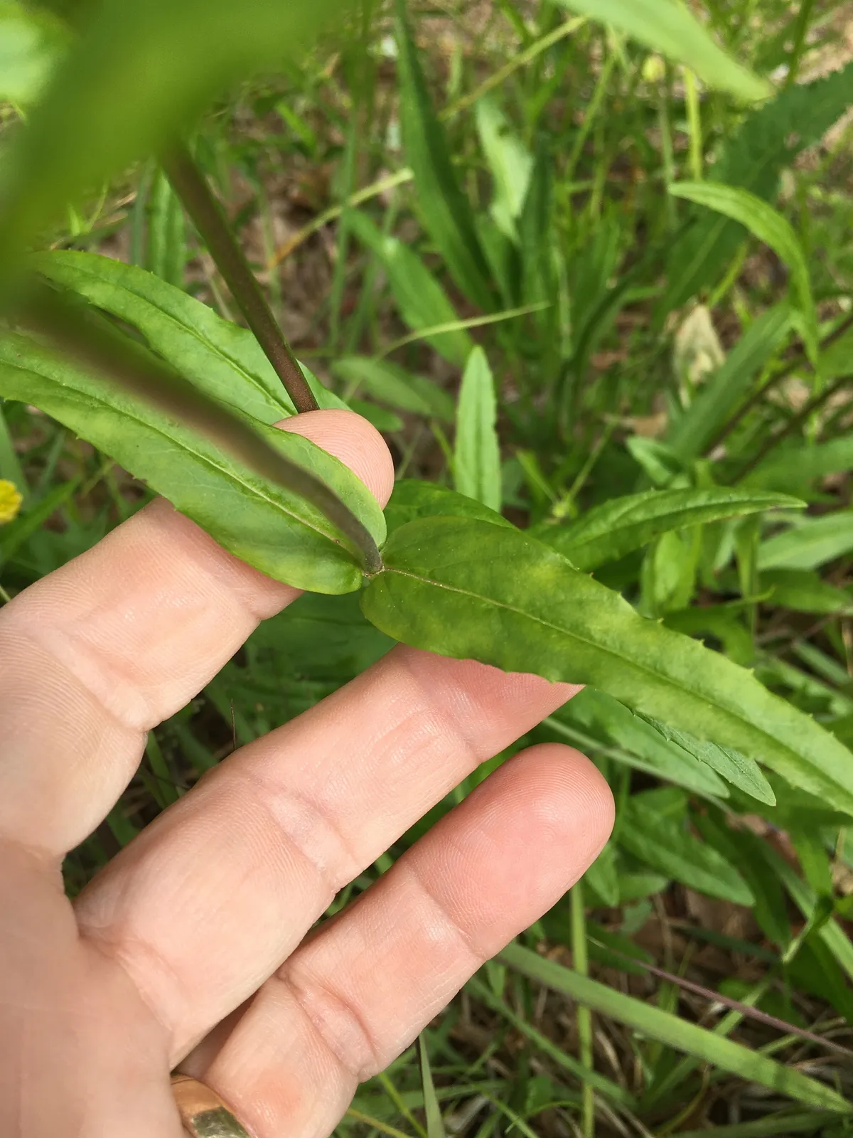 Eastern Smooth Beardtongue (Penstemon laevigatus)