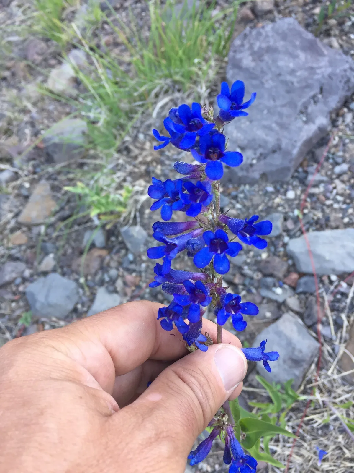 Grand Mesa penstemon (Penstemon mensarum)