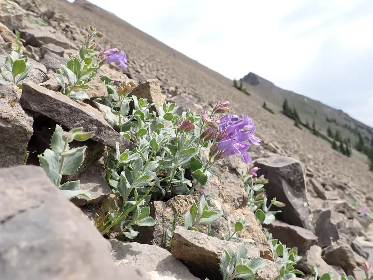 Cordroot beardtongue (Penstemon montanus)